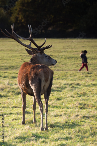 Deer watching young girl © Gordon