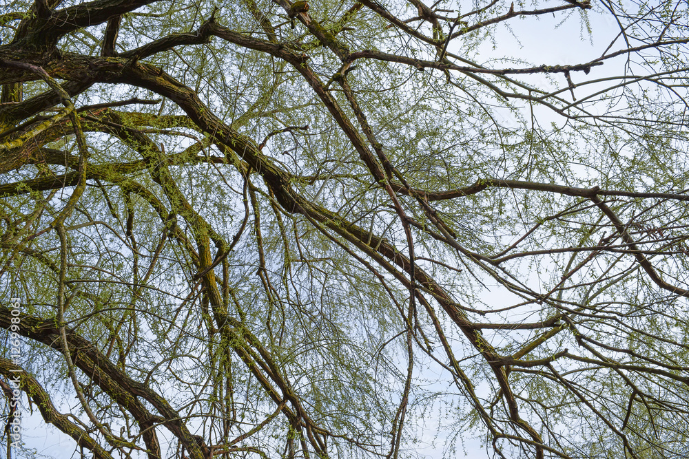 Background the branches of trees Background the branches of trees