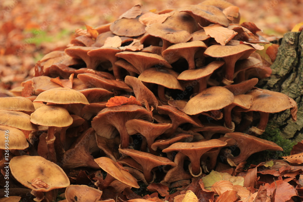 Fototapeta premium Mushrooms in a fall forrest