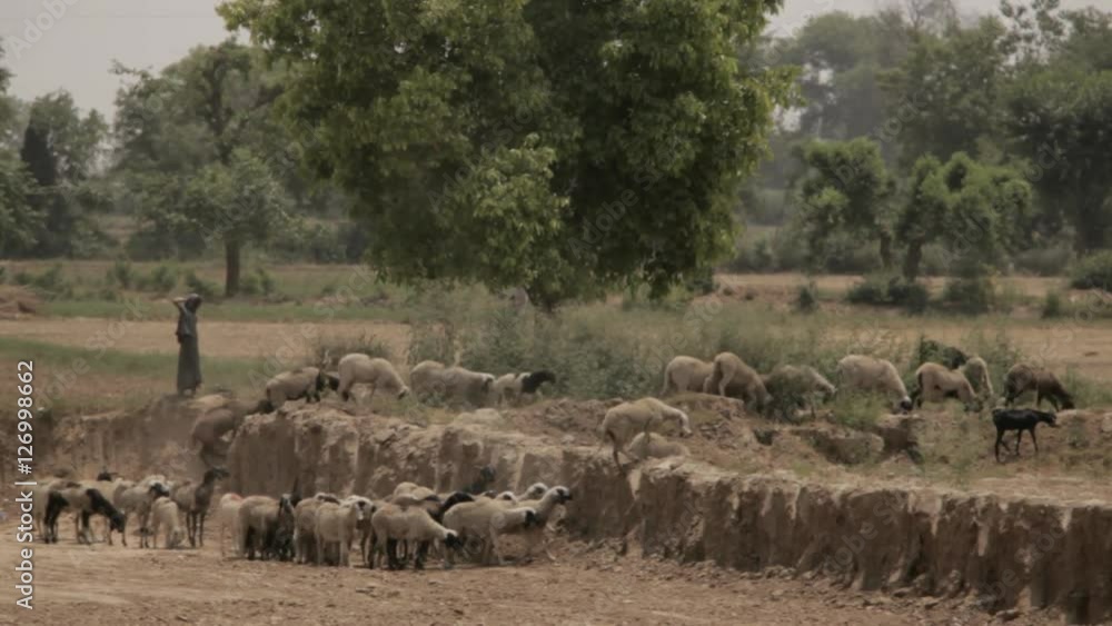 WS Herd of goats walking through field / Agra, India WS Herd of goats walking through field / Agra, India