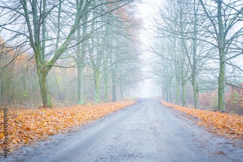 Early winter trees alley