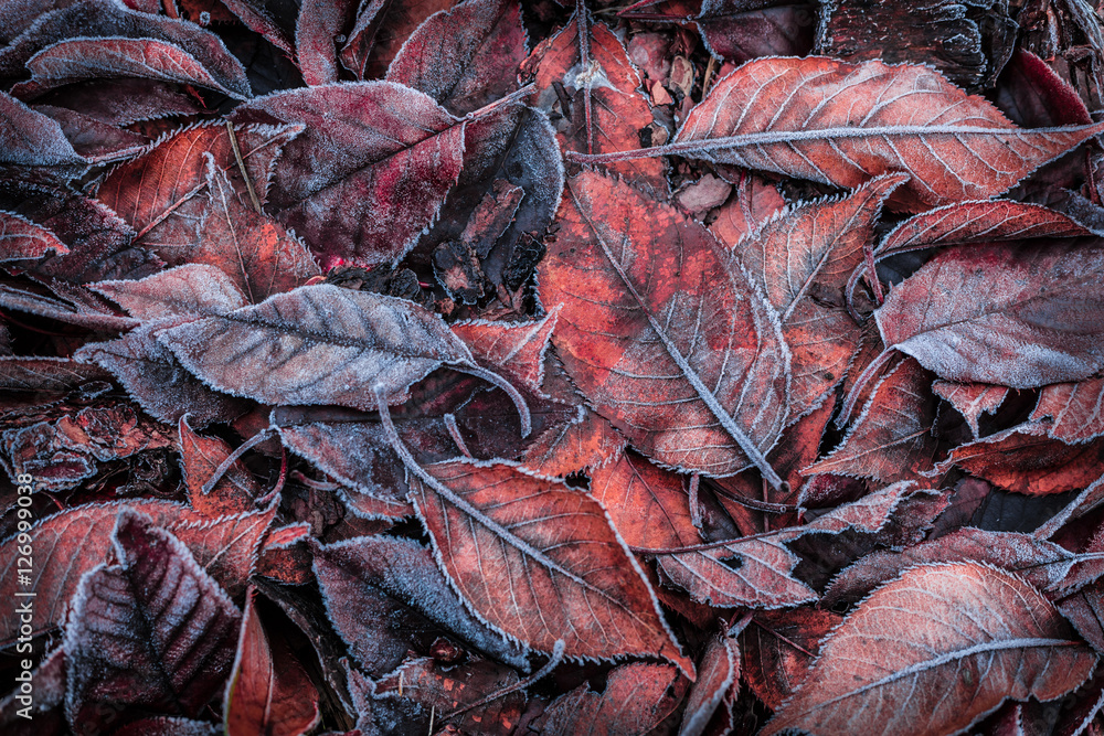 Autumn leaves covered with frost - background
