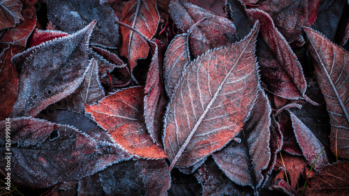 Obraz Jesień liście zakrywający z mrozem - tło