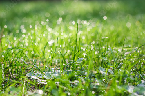 drops of dew on a fresh green grass