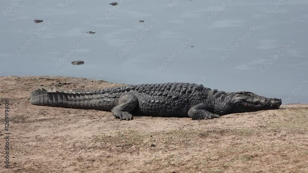 Crocodile at a waterhole in Hwange National Park, Zimbabwe (4K footage) Crocodile at a waterhole in Hwange National Park, Zimbabwe (4K footage)