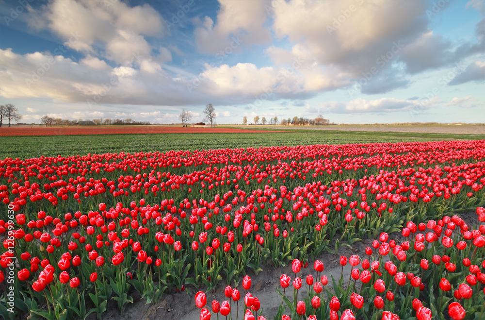 red tulip field in spring