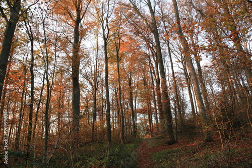 Herbst Landschaft im Wald