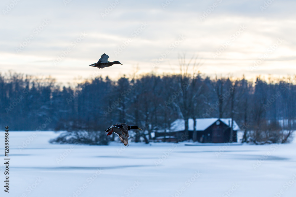 ducks flying over hut covered in snow on frozen lake ducks flying over hut covered in snow on frozen lake