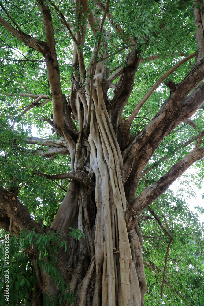 Baobab. Togo.