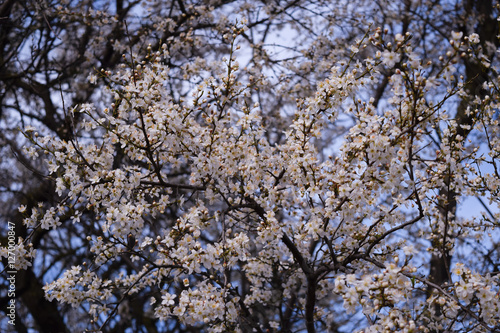 The Plum blossoms.