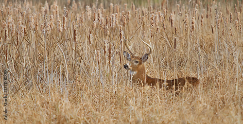 Fototapeta Naklejka Na Ścianę i Meble -  White-tailed deer walking through the tawny grass during the rut in Ottawa, Canada