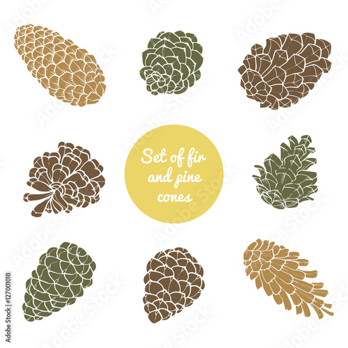 Hand-Drawn set with cones of coniferous evergreen tree. Design decor background.