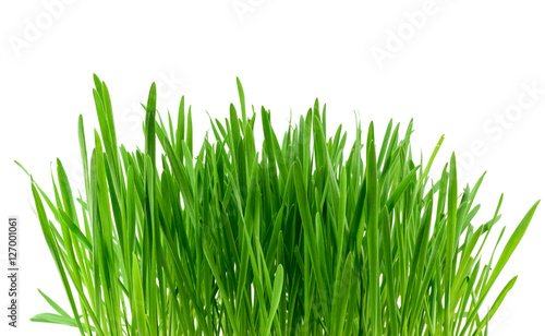 Green grass isolated on white