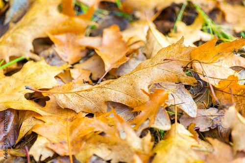 Dry oak leaves lying on ground photo