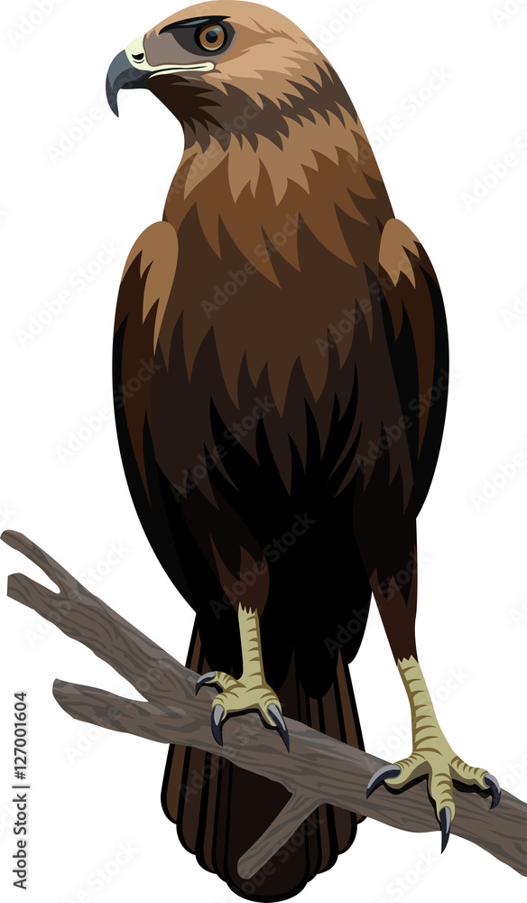 Fototapeta premium vector eagle illustration