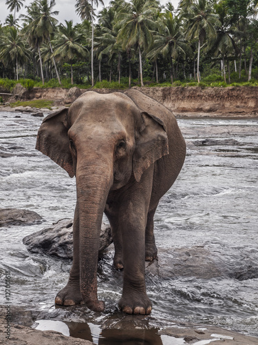 Elephant approaching