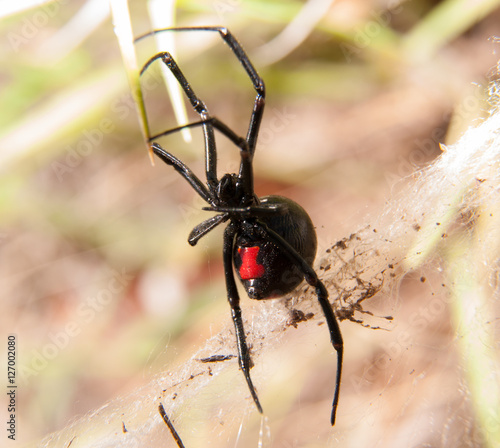 Black Widow spider outdoors, with her red hourglass marking visible on the abdomen