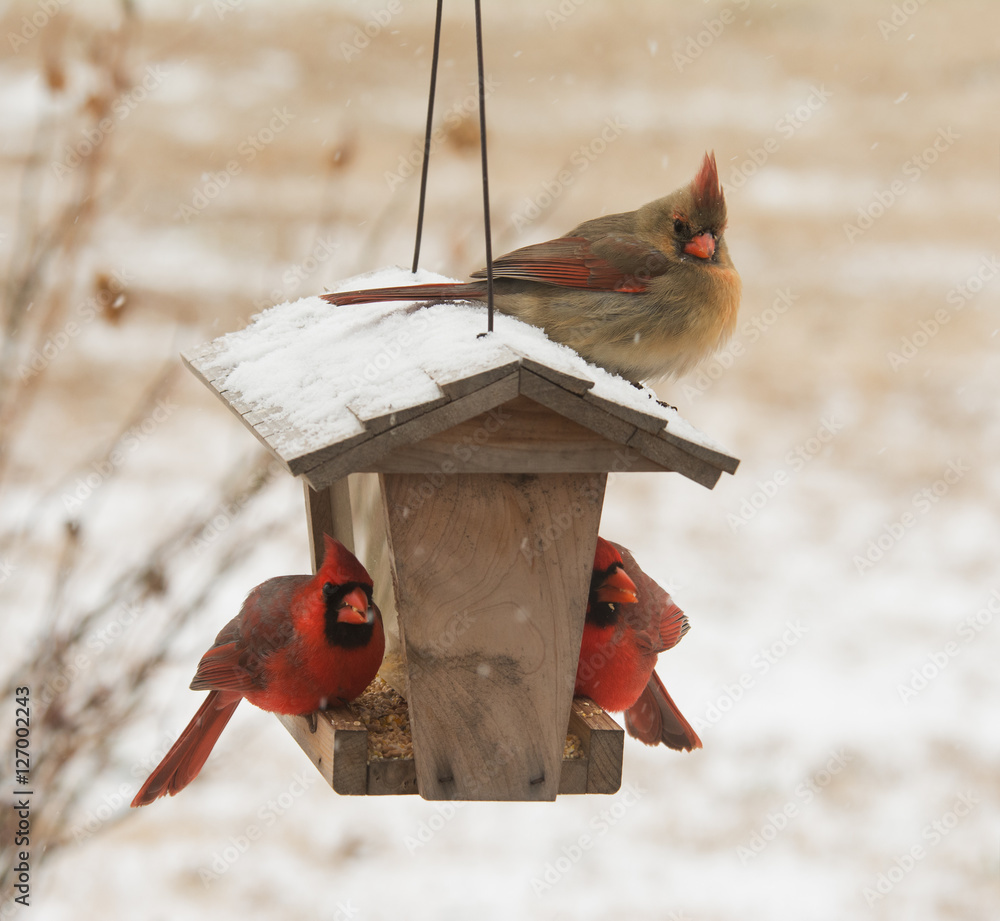 Fototapeta premium Female Northern Cardinal sitting on top of a bird feeder in snowfall, with two males below her eating seeds