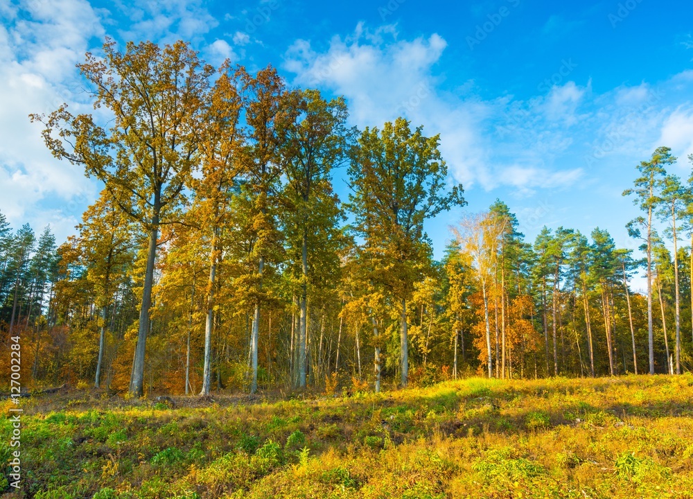 European autumnal forest landscape European autumnal forest landscape