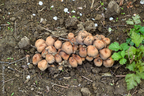 False mushrooms on the ground. The growth of fungi on moist soil.