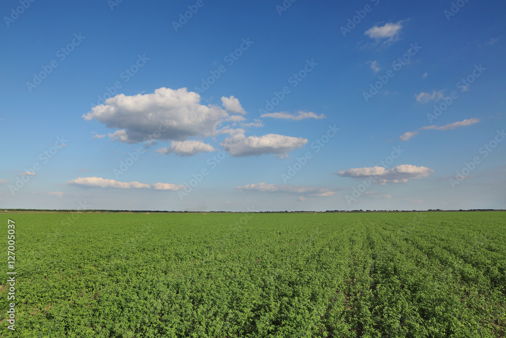 Green clover field in late summer with beautiful blue sky and clouds