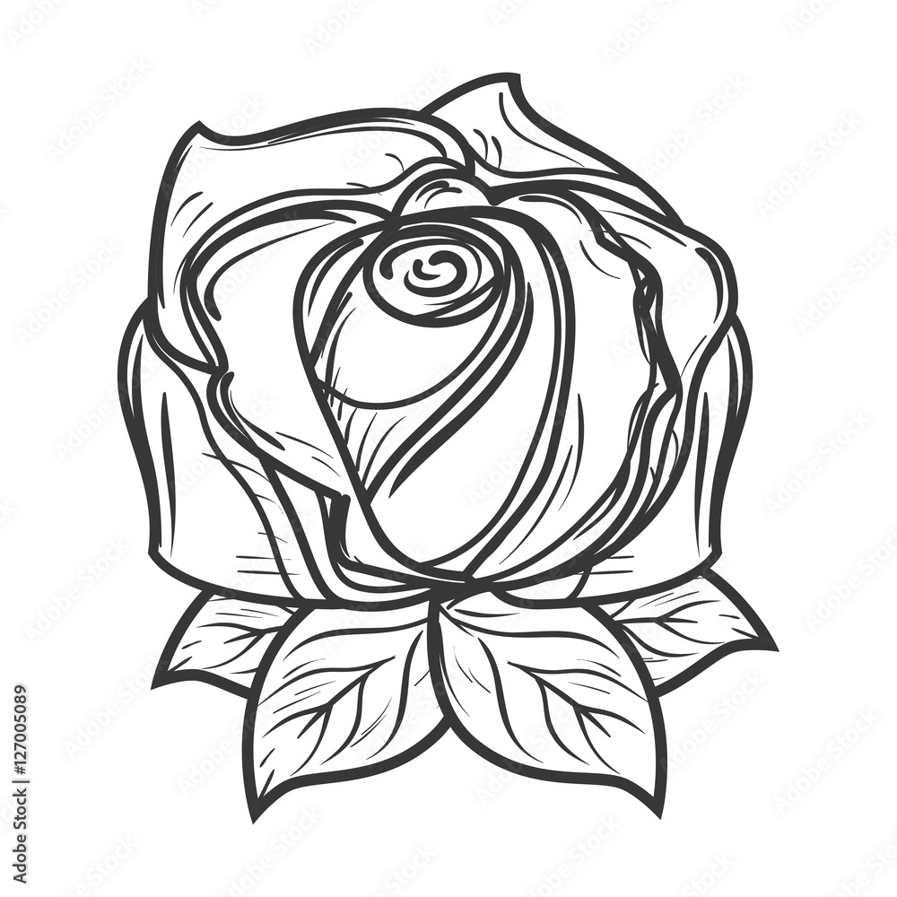 beautiful flower decoration card vector illustration design beautiful flower decoration card vector illustration design