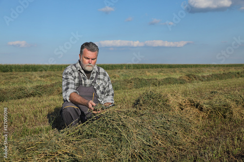 Farmer or agronomist examine clover field after harvest
