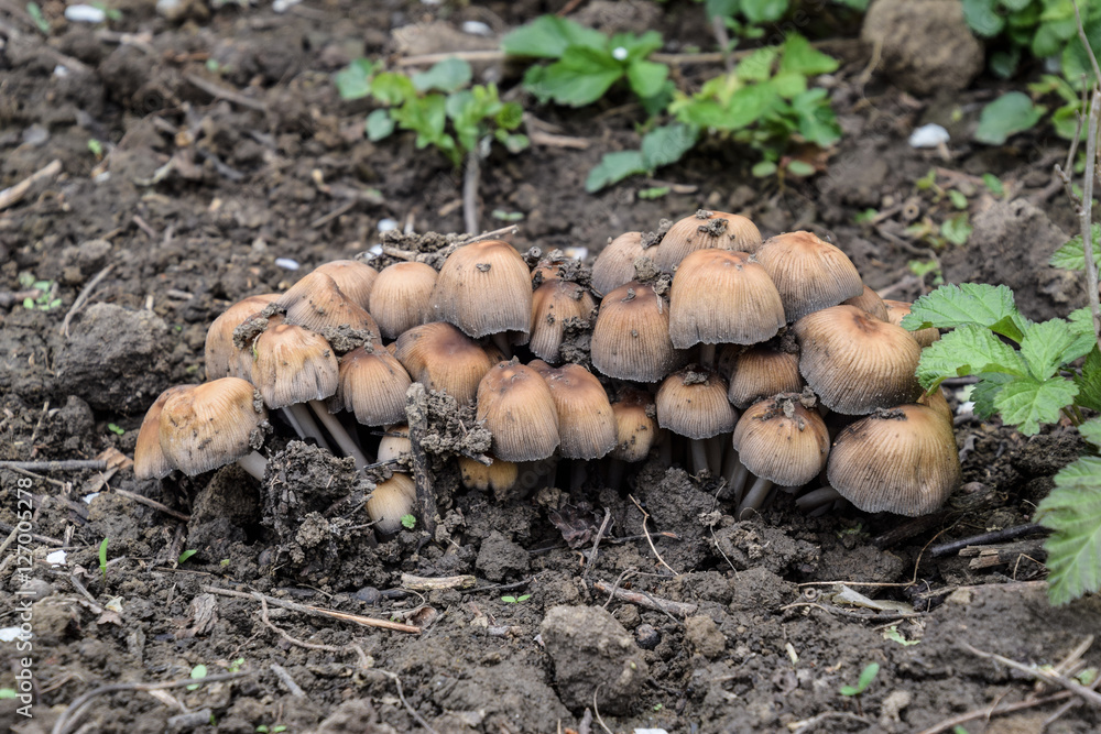 False mushrooms on the ground. The growth of fungi on moist soil. False mushrooms on the ground. The growth of fungi on moist soil.