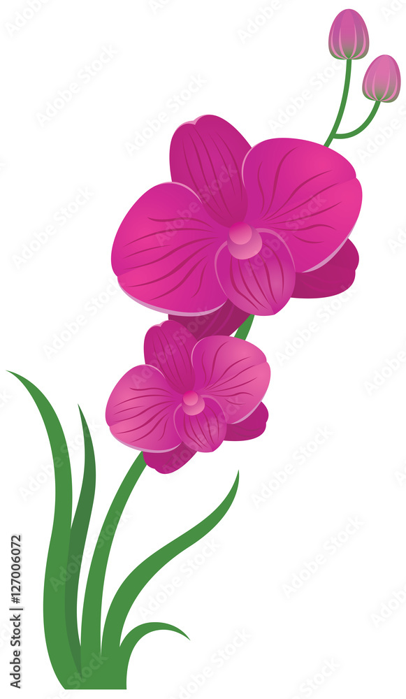 Flower orchid pink and purple color Stock vector illustration
