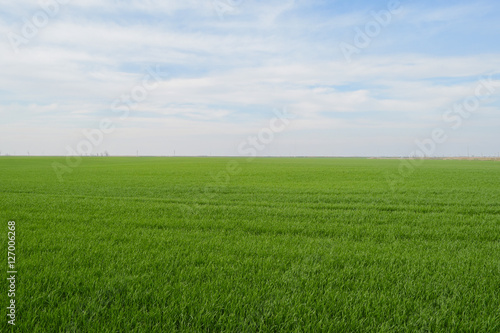 Field of young wheat in the spring