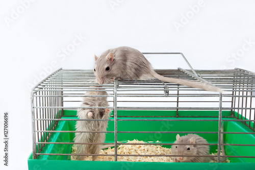 three mouse gerbil cage house cell