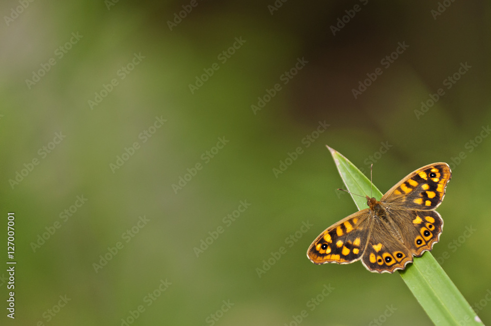 orange butterfly heating on top of a green herb orange butterfly heating on top of a green herb