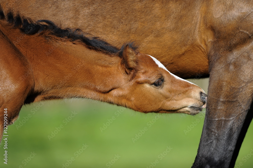 Fototapeta premium Fohlen