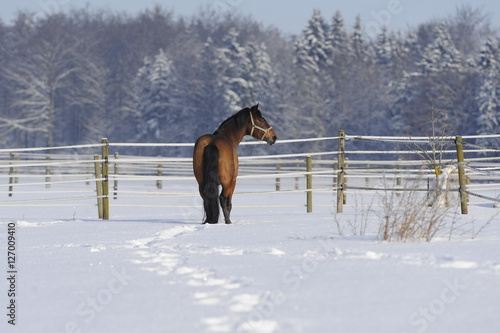 Pferd auf Weide