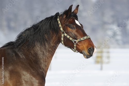 Fotografie Pferdeportrait
