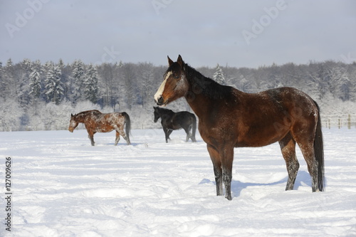 Pferde auf Winterweide
