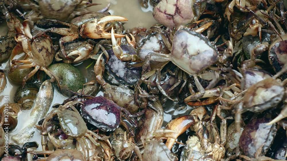 Close-up on a basin of crabs caught in rice fields by a crab hunter Close-up on a basin of crabs caught in rice fields by a crab hunter