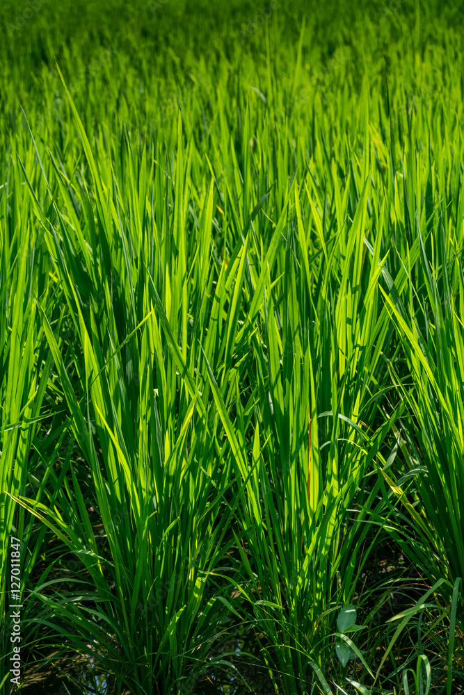 Rice fields Rice fields