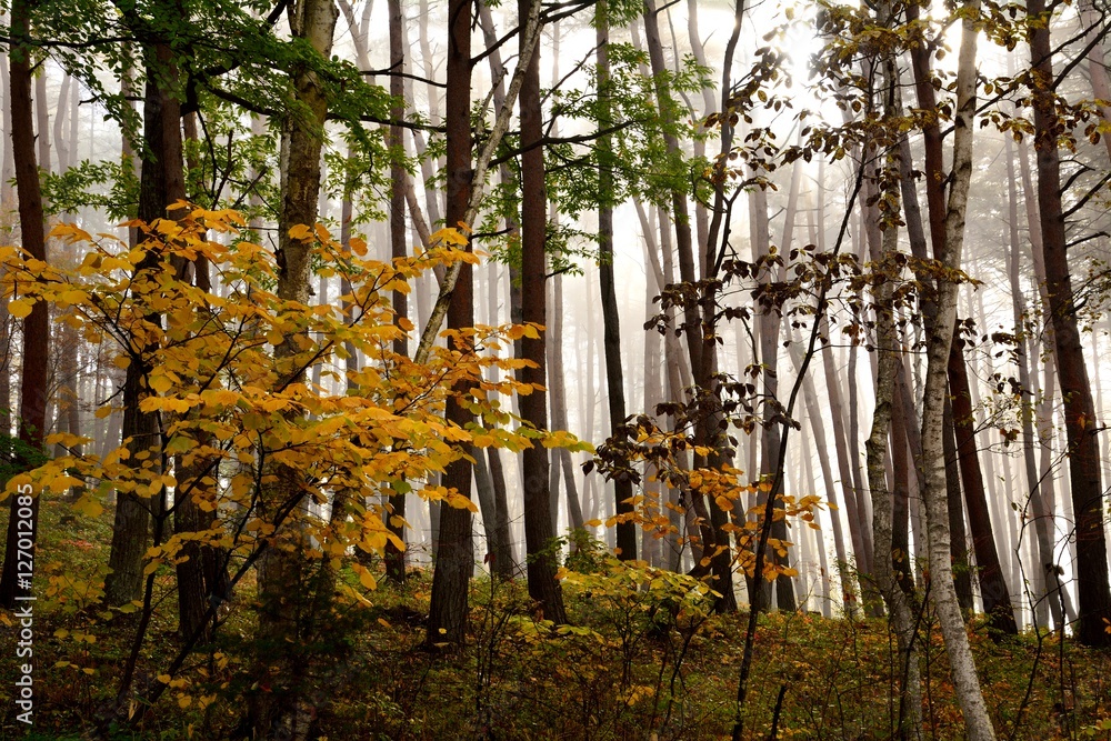 朝霧の中の秋の白樺林