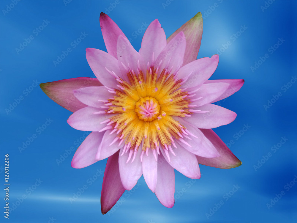 pink lotus flower pink lotus flower