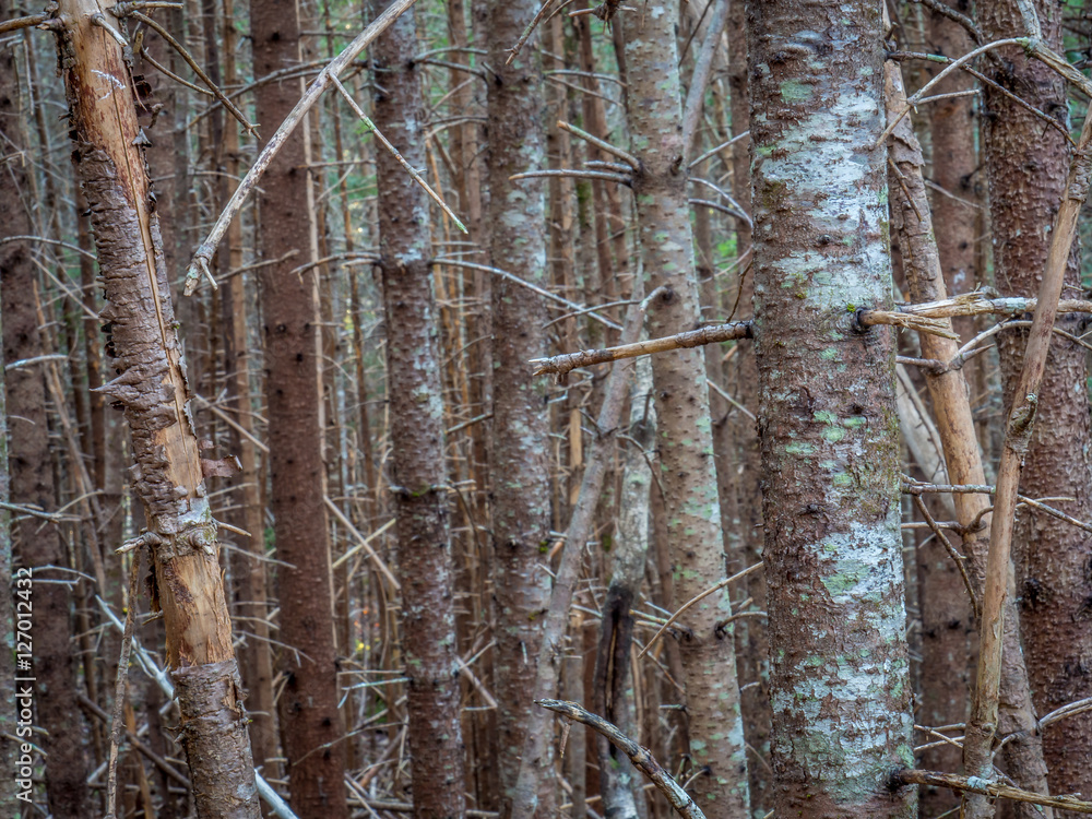 Fototapeta premium Dense Trees