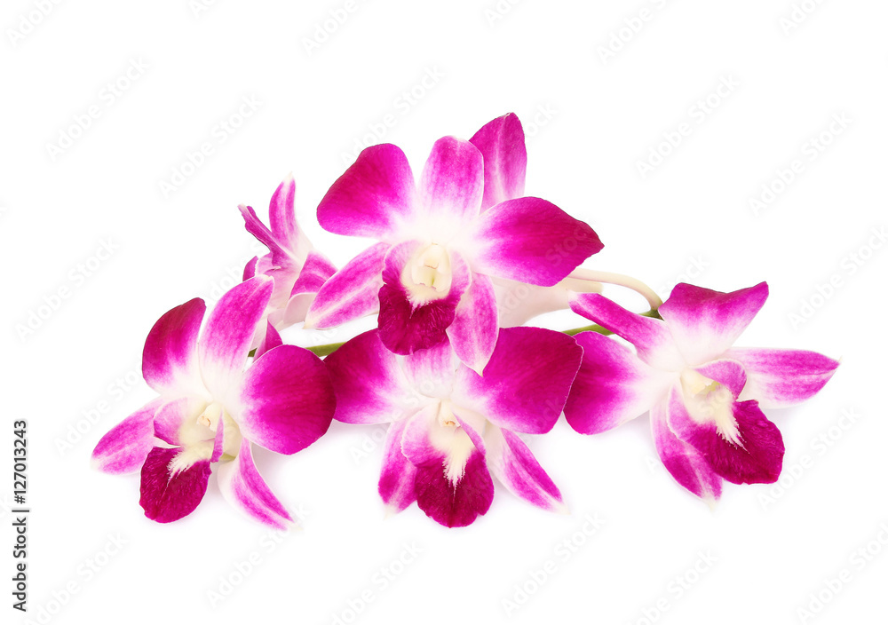 Beautiful orchids isolated on white background