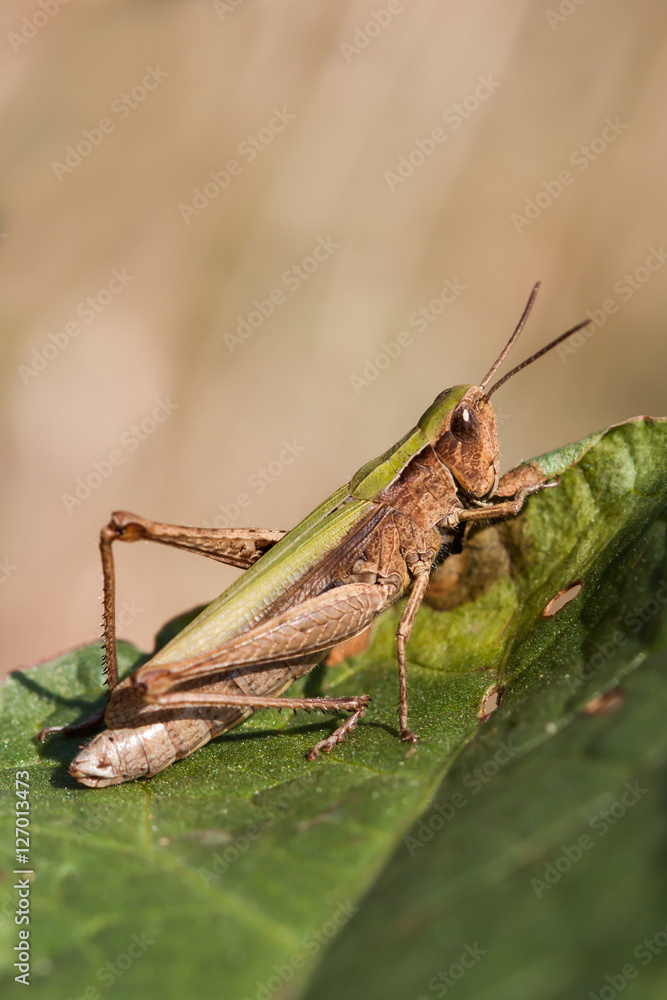 Grasshopper on leaf close up. Grasshopper on leaf close up.