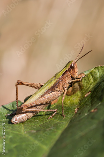 Grasshopper on leaf close up. © Fotikphoto
