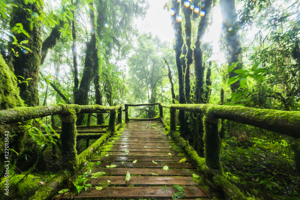 Obraz premium Wooden path at the primitive and evergreen forest