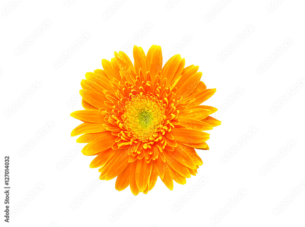 Daisy flower isolated on white background Daisy flower isolated on white background