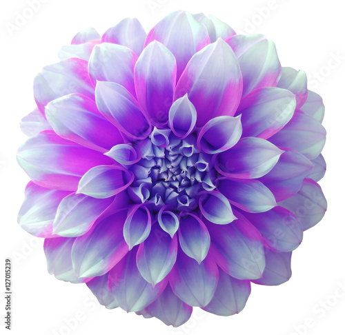 Dahlia  flower purple variegated flower  white background isolated  with clipping path. Closeup. with no shadows. for design...