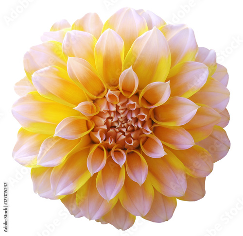 Dahlia light yellow flower ,variegated flower, white background isolated with clipping path. Closeup. with no shadows. for design.