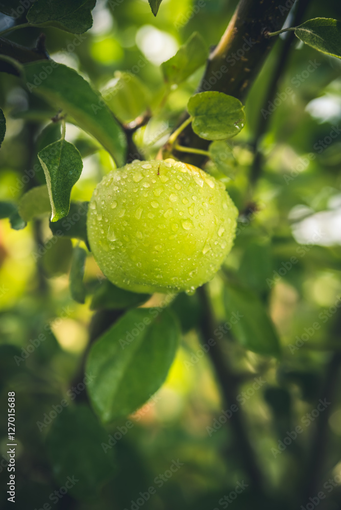 An apple after the rain.