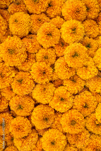 Marigold flowers close-up colorful background photo